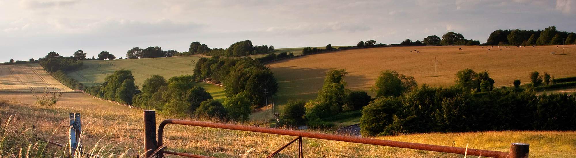 Summer,Evening,,Cranborne,Chase,,Dorset,,Uk